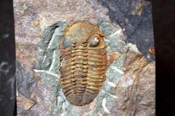 Morgatia hupei (Trilobites) Ordovícico