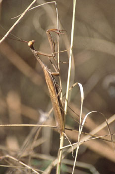 Santa Teresa (Mantis religiosa)