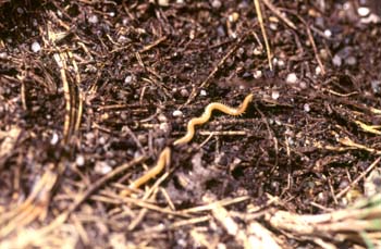 Ciempiés (Haplophilus sp.)