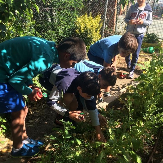 2019_06_11_4º observa insectos en el huerto_CEIP FDLR_Las Rozas 24