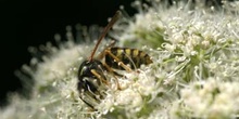 Avispa común (Vespula vulgaris)