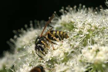 Avispa común (Vespula vulgaris)