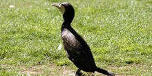 Cormorán grande (Phalacrocorax carbo)