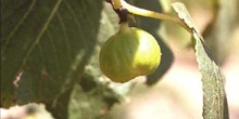 Higuera - Frutos (Ficus carica)