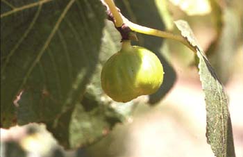 Higuera - Frutos (Ficus carica)