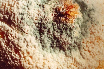 Moho (Aspergillum sp.)