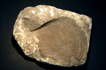 Lima maxima (Bivalvo) Cretácico