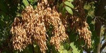 árbol del cielo - Frutos (Ailanthus altissima)