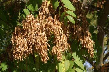 árbol del cielo - Frutos (Ailanthus altissima)