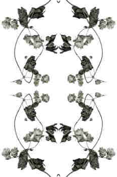 Simetría de la rama de lúpulo en tonos grisáceos