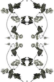 Simetría de la rama de lúpulo en tonos grisáceos