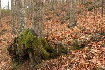 Castaño - Tronco (Castanea sativa)