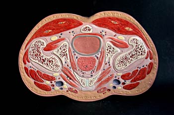 Sección superior tercio cadera