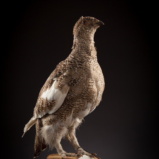 IES_CERVANTES_BIOLOGIA_039