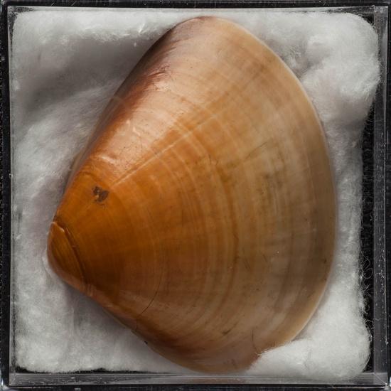 IES_ISABELLACATOLICA_BIOLOGIA_430