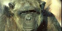 Chimpancé