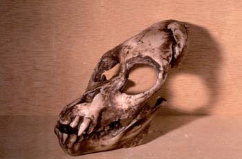 Proconsul africanus (Mamífero-Homínido) Mioceno