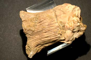  Dictenocrinus polydactilus (Crinoideo) Silúrico