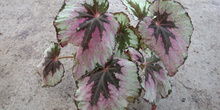 Begonia