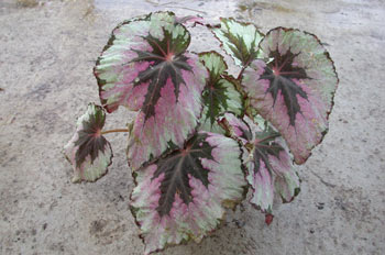 Begonia