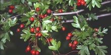 Espino majuelo - Fruto (Crataegus monogyna)