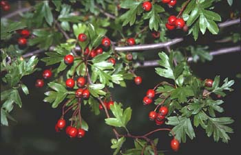 Espino majuelo - Fruto (Crataegus monogyna)