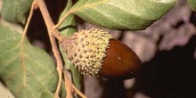 Alcornoque - Bellota (Quercus suber)