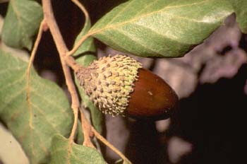 Alcornoque - Bellota (Quercus suber)