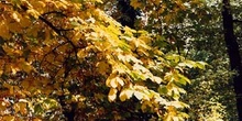 Castaño de Indias - Otoño (Aesculus hippocastanum)