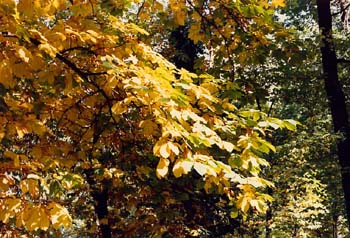 Castaño de Indias - Otoño (Aesculus hippocastanum)