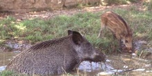 Jabalí (Sus scrofa)