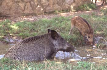 Jabalí (Sus scrofa)