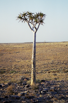 árbol bosquimano en el Kalahari, Namibia