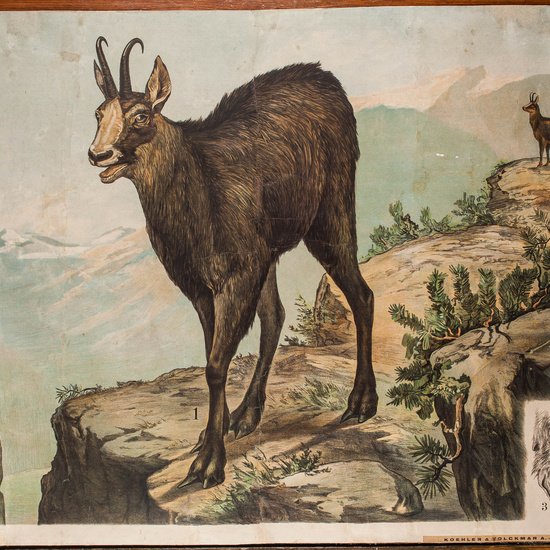 IES_CARDENALCISNEROS_ZOOLOGIA_I_LAMINAS_027