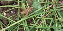 Grillo marrón (gryllomorpha dalmantina)