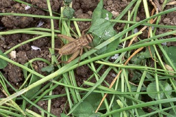 Grillo marrón (gryllomorpha dalmantina)