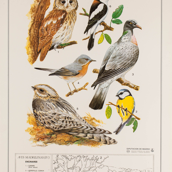 IES_CARDENALCISNEROS_BOTÁNICA_II_LÁMINAS_120