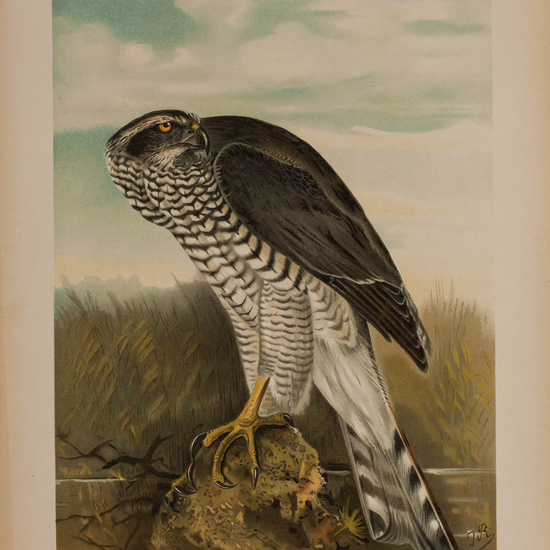 IES_CARDENALCISNEROS_AVES_LAMINAS_202