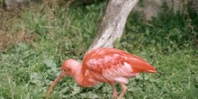 Ibis colorada o Corocoro rojo (Eudocimus ruber)