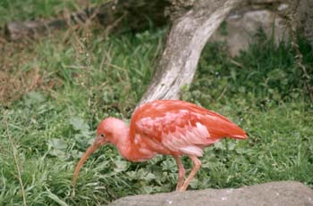 Ibis colorada o Corocoro rojo (Eudocimus ruber)