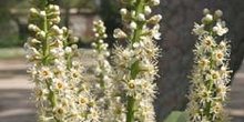 Lauroceraso - Flor (Prunus laurocerasus)