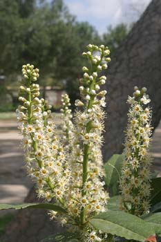 Lauroceraso - Flor (Prunus laurocerasus)