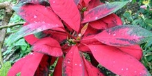 Croton. Codiaeum variegatum, Ecuador