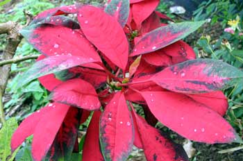 Croton. Codiaeum variegatum, Ecuador