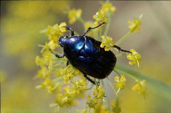 Eupotosia affinis