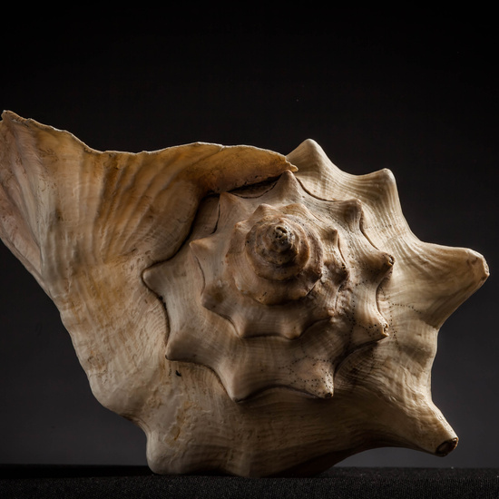 IES_CARDENALCISNEROS_CONCHAS_070