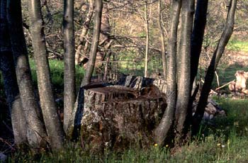 Castaño - Tronco (Castanea sativa)