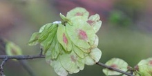 Olmo montano - Frutos (Ulmus glabra)