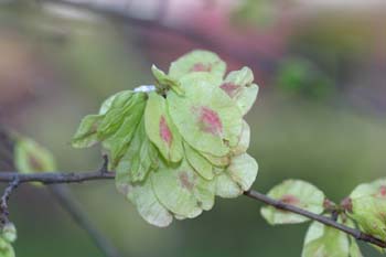 Olmo montano - Frutos (Ulmus glabra)