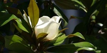 Magnolio - Flor  (Magnolia grandiflora)